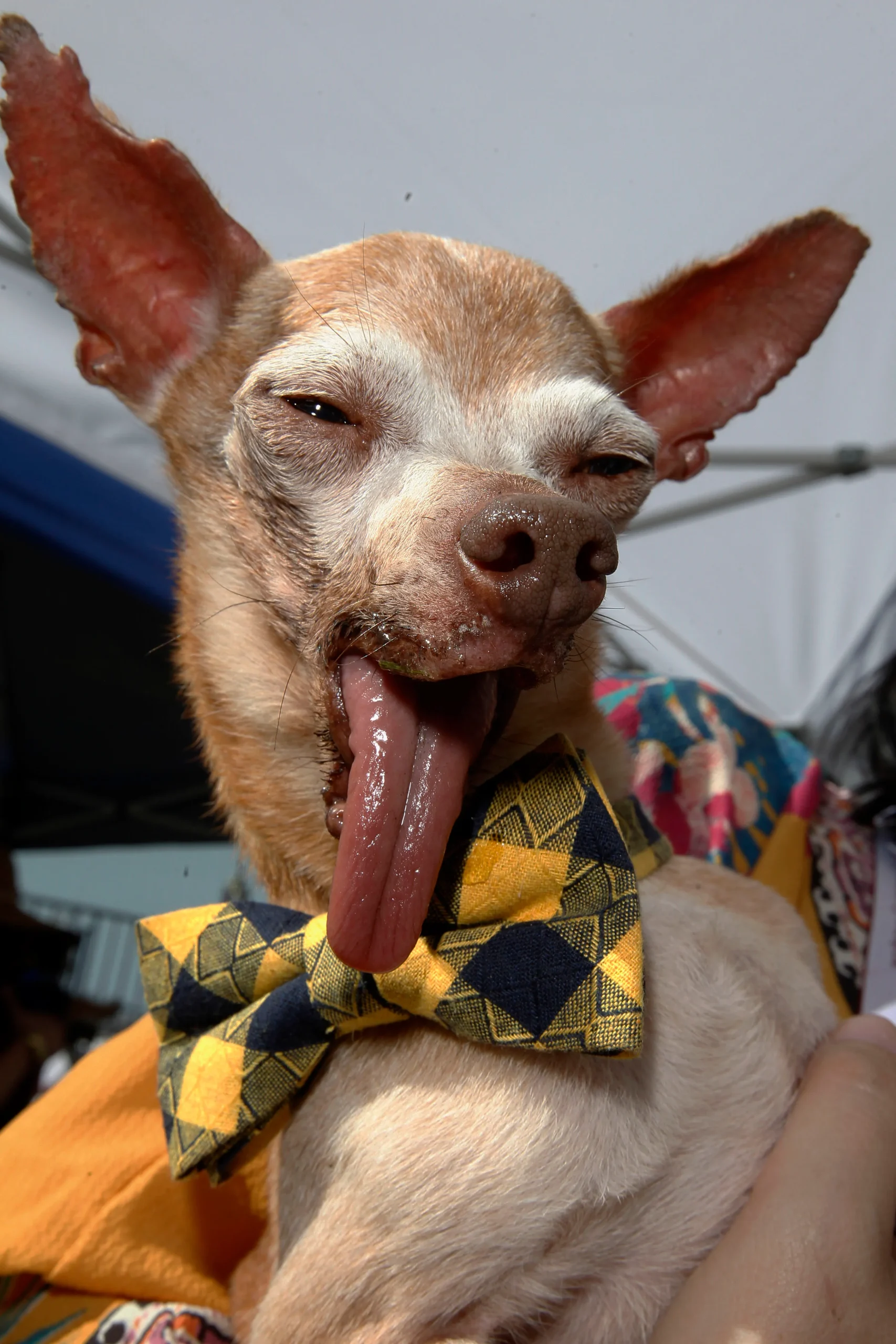 Benny’s 5th Birthday: The Bow-Tied Chihuahua with a Sleepy Smile and an Inspiring Journey