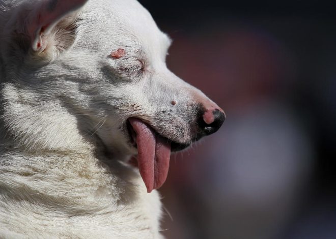 Cooper’s 7th Birthday: The White Dog with a Pink Nose and a Heartwarming Journey