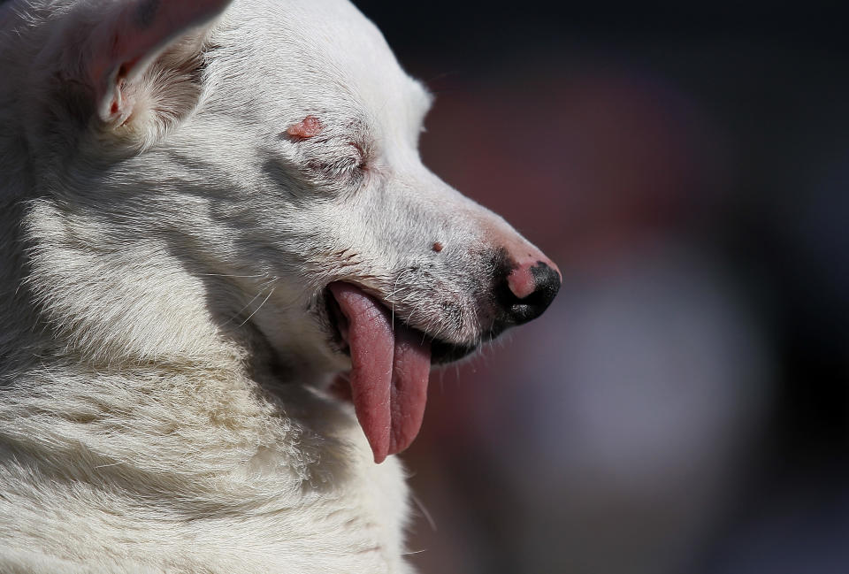 Cooper’s 7th Birthday: The White Dog with a Pink Nose and a Heartwarming Journey