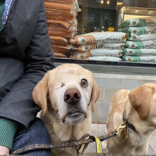 # Birthday Reflections: Meet Winston, the 5-Year-Old Shar Pei