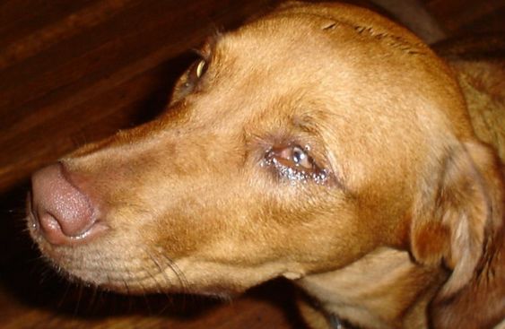 **Happy 5th Birthday to Rusty: The Dog with the Soulful Eyes**