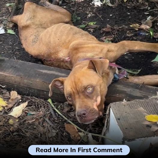 We discovered a dog’s skeleton lying in water and debris near a trash can, likely struck by a car