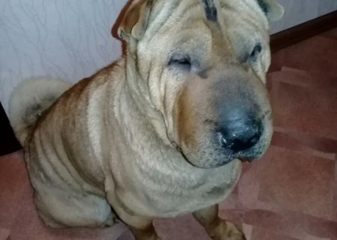 ### Birthday Celebration: Meet Jasper, the 6-Year-Old Shar Pei