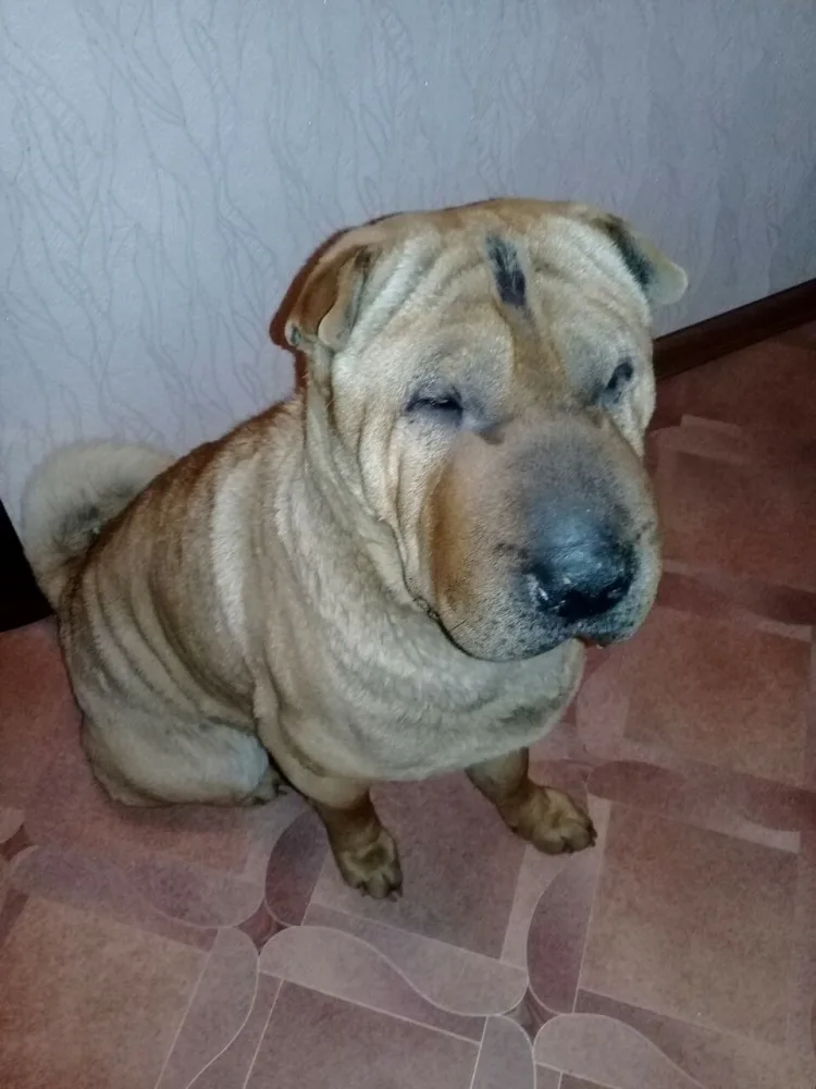 ### Birthday Celebration: Meet Jasper, the 6-Year-Old Shar Pei